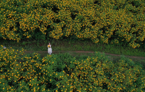 Kinh nghiệm 'săn' hoa dã quỳ ở Đà Lạt