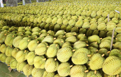 Gần 2.000 container sầu riêng ùn ứ, Hiệp hội Sầu riêng Đắk Lắk kiến nghị khẩn lên Thủ tướng