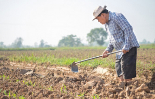 Cha tôi là nông dân