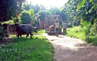 Những ngày theo đuôi trâu