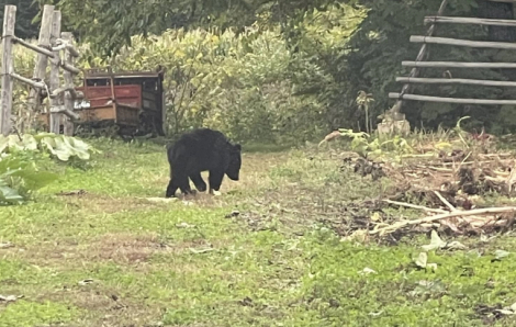 Trong 1 năm, hơn 100 người chết và bị thương vì bị gấu tấn công ở Nhật Bản