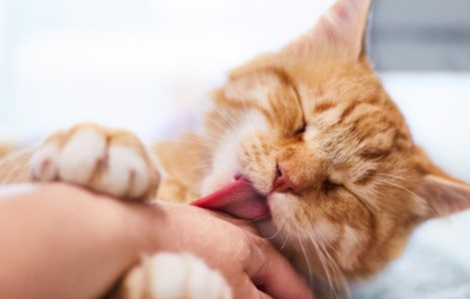 Chơi đùa với mèo nhà, bé trai bị cào rách kết mạc