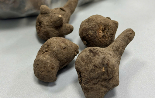 Sốc tim sau khi dùng "thảo dược" chữa xương khớp Sốc tim sau khi dùng "thảo dược" chữa xương khớp