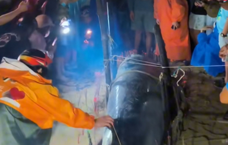 Cá voi dạt vào bờ biển Đà Nẵng giữa lúc mưa lũ