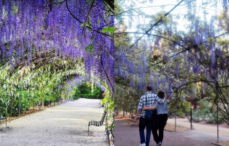 Lạc bước dưới vòm hoa tử đằng ở khu vườn cổ nhất nước Úc