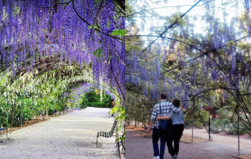 Lạc bước dưới vòm hoa tử đằng ở khu vườn cổ nhất nước Úc