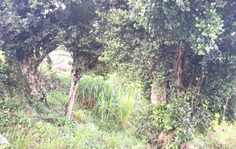 Cây duối mọc hoang bỗng có giá tiền tỉ