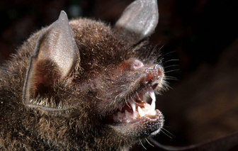 Xuất hiện vi-rút corona mới ở Brazil