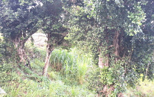 Cây duối mọc hoang bỗng có giá tiền tỉ