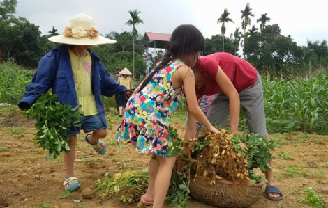 Mua một vé đi tuổi thơ về cánh đồng mùa lạc