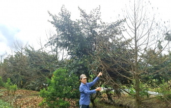 Nông dân miền Tây cấp tập bảo vệ ruộng vườn trước triều cường