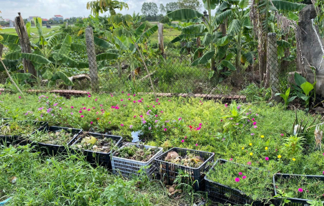 Từ rác thải thành vườn xanh