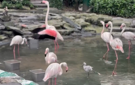 Sau gần 20 năm Thảo Cầm Viên có hồng hạc con chào đời