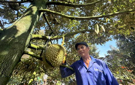 Sầu riêng Việt và bài học không thể đi xa bằng sự bị động