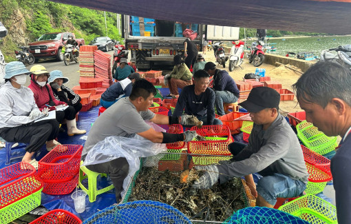 Người nuôi ồ ạt bán tôm hùm chạy bão