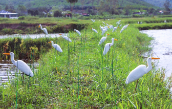 Chim trời không… lối thoát!