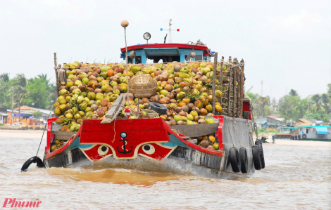 Cây dừa mang lại thu nhập cho nông dân 100-150 triệu đồng/ha/năm