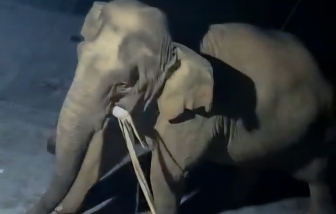 Voi rừng xuống núi, vào nhà dân tìm thức ăn