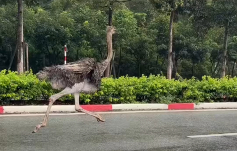 Đà điểu chạy trên đường ở TPHCM