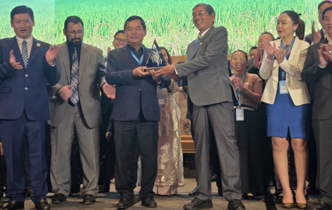 Gạo ST25 lần thứ 3 được vinh danh ‘Gạo ngon nhất thế giới’