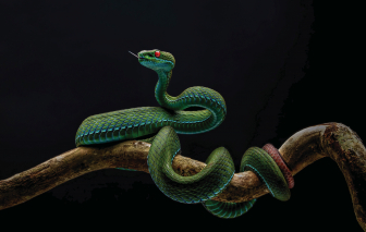 Thu hồi Giải Nhất Cuộc thi Ảnh Thiên nhiên Hoang dã Việt Nam 2025 vì vi phạm điều lệ