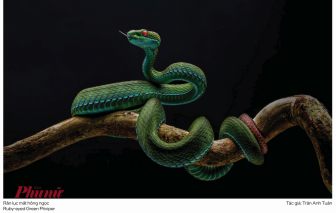 Sự sắp đặt đáng tiếc ở tác phẩm nhiếp ảnh đạt  giải