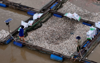 Người dân thiệt hại nặng nề vì cá lồng bè chết hàng loạt sau bão