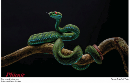 Sự sắp đặt đáng tiếc ở tác phẩm nhiếp ảnh đạt  giải