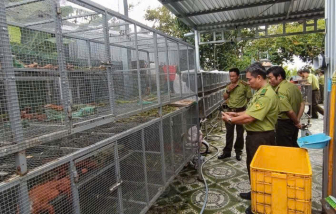 Phát hiện 1 cơ sở ở An Giang nuôi nhốt 191 cá thể rồng Nam Mỹ trái phép