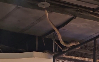 Con trăn lớn bất ngờ xuất hiện trong trung tâm thương mại khiến nhiều người hoảng sợ