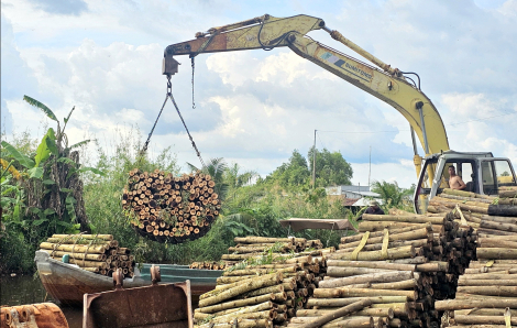 Nông dân U Minh Hạ khấm khá nhờ trồng cây keo lai