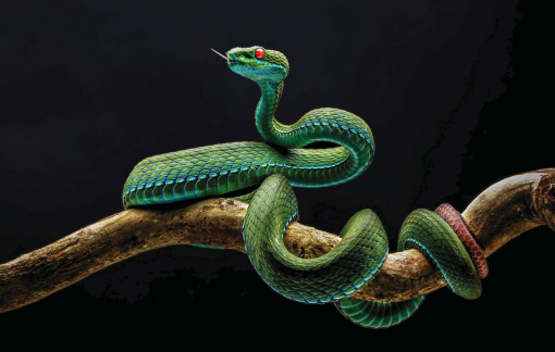 Trao rồi thu hồi - vòng lặp mệt mỏi của giải thưởng nhiếp ảnh