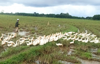 Những ngày theo vịt chạy đồng
