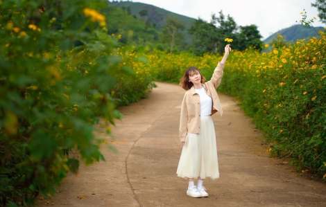 Mùa hoa dã quỳ rực rỡ trên núi lửa Chư Đăng Ya