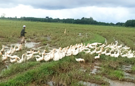 Những ngày theo vịt chạy đồng