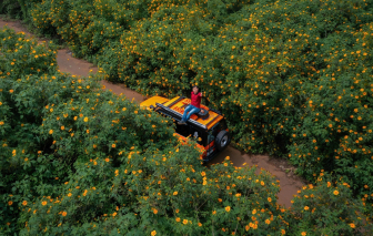 3 điểm check-in hoa dã quỳ đẹp nhất Đà Lạt 2025