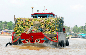 Mở rộng trồng dừa hữu cơ, giúp nông dân phát triển bền vững