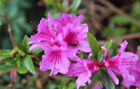 Những loại hoa và cây cảnh không nên đặt trong bếp