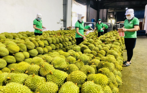 Nông sản Việt vào Mỹ hưởng lợi khi Mỹ dỡ bỏ thuế