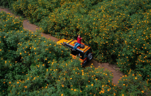 3 điểm check-in hoa dã quỳ đẹp nhất Đà Lạt 2025