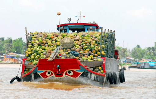 Mở rộng trồng dừa hữu cơ, giúp nông dân phát triển bền vững