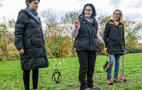 Trào lưu huấn luyện, vỗ về chó… vô hình gây sốt