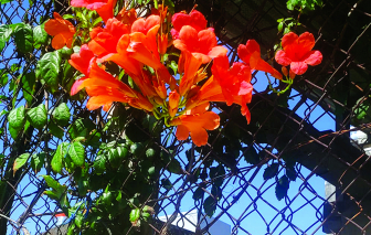 Truyện ngắn - Về nhà