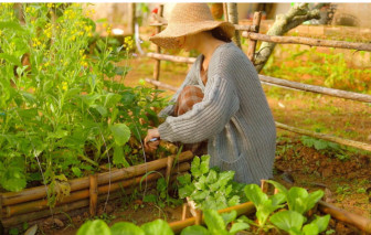 Tôi quyết định bỏ phố về quê sau 10 năm chạy đua với giá nhà