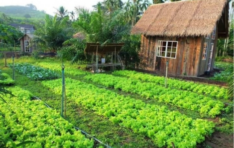 Lương cao, có nên nghỉ việc bỏ phố về vườn?