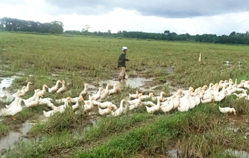 Những ngày theo vịt chạy đồng
