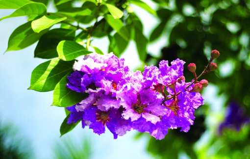 Truyện ngắn - Bằng lăng tháng tám