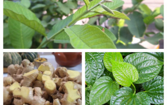 Hồi phục sức khỏe sau lũ lụt bằng thuốc Nam