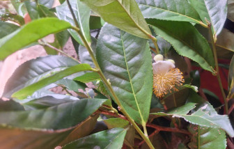 Thảo dược trị bệnh ngoài da sau mưa lũ