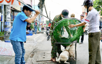 TPHCM: Chủ nuôi chó, mèo phải khai báo với chính quyền địa phương